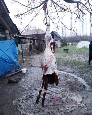 Balakən rayonunda qanunsuz at kəsimi və at əti aşkarlandı - Açıqlama + FOTO