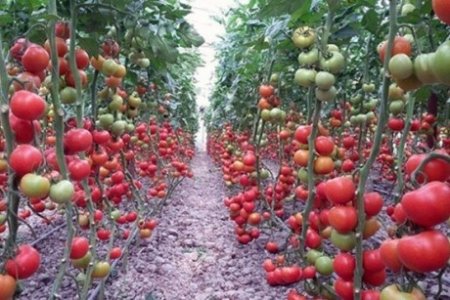 Rusiya ölkəyə pomidor idxalını qadağan edir - Azərbaycan fermerlərinin halı necə olacaq...