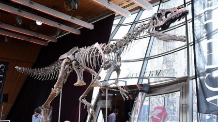 Hərraca çıxarılan dinozavr skeleti 2,36 milyon dollara satıldı