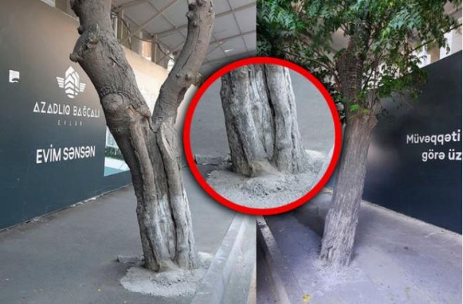 Bakıda tikinti şirkəti ağacların dibini betonlayıb - FOTOLAR