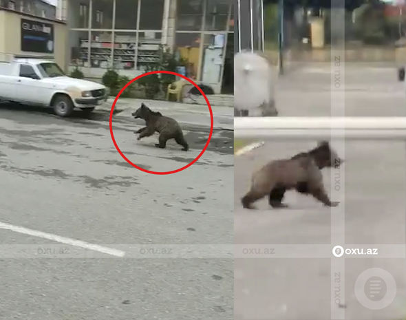 Azərbaycanda ayılar şəhər mərkəzində vahimə yaratdı - YENİLƏNİB + VİDEO