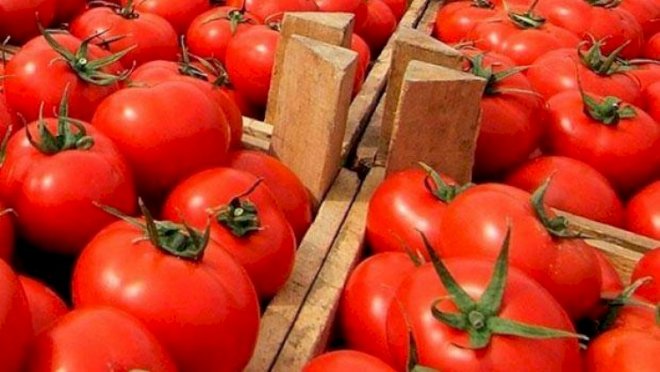 Rusiyaya pomidor ixracında yeni qaydalar