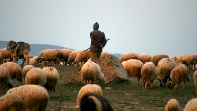 Salyanda FACİƏ: Çoban ferma sahibini güllələdi