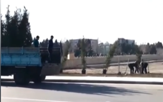 Gəncədə bir neçə gün öncə əkilən ağaclar niyə çıxarıldı? - Rəsmi cavab