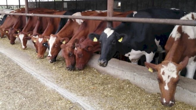 “Polkovnik üçün fermada 50 inək saxlamadığıma görə həbs olundum”