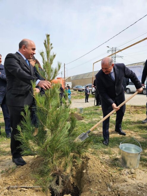 Suraxanıda “Heydər Əliyev İli” çərçivəsində ağacəkmə aksiyası davam edir