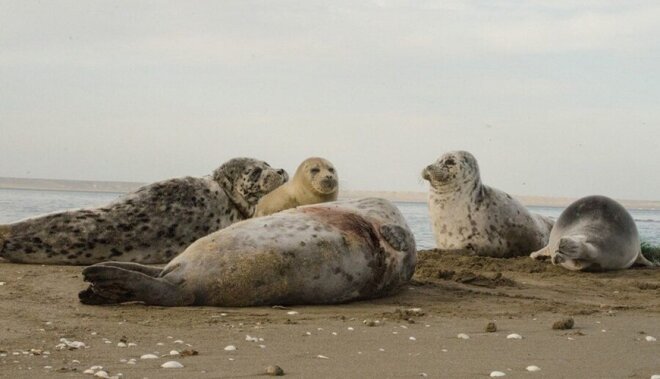 Xəzər sahillərində 110-dan çox ölü suiti TAPILDI