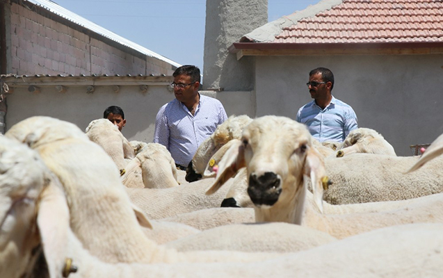 Qurban bayramı ilə bağlı fətva verildi
