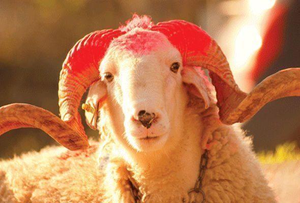 Bazarda qurbanlıqların qiyməti neçəyədir?