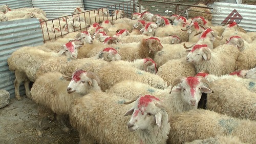 Qurbanlıq heyvanların satışı və kəsimi -