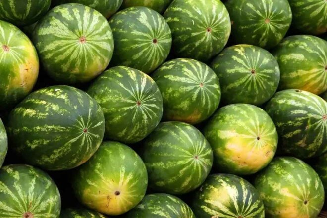 Qarpızda ən böyük təhlükə: