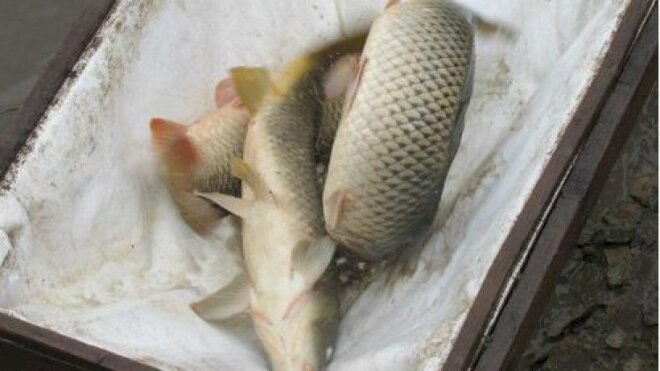 Balıqların sayı azaldı: