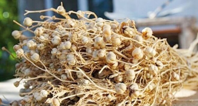 Nazirlikdən üzərlik bitkisi ilə bağlı