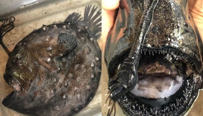 “Qiyamətin xəbərçisi” 1000 metr dərinlikdən sahilə çıxdı -